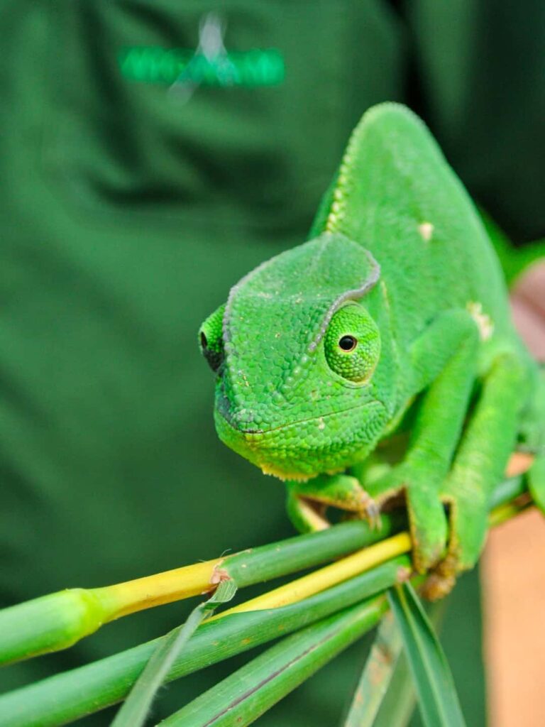 Ein Chamäleon hockt auf Schilf in den Händen einer Person. Das Tier ist aktuell grün und wirkt entspannt in der Situation, das der Guide des Nationalparks sich gut darum kümmert.