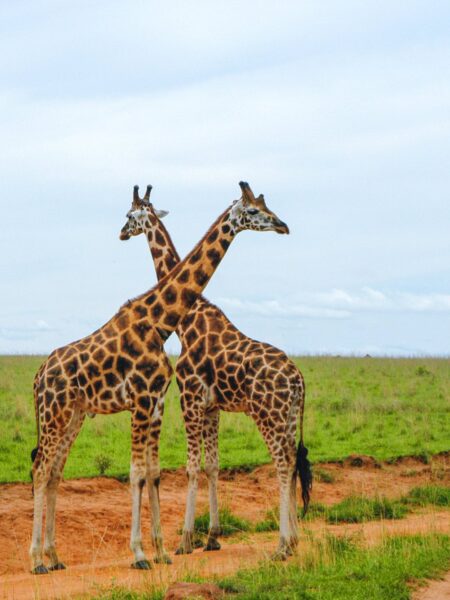Zwei Giraffen kreuzen einen Weg durch den Queen Elizabeth National Park in Uganda.