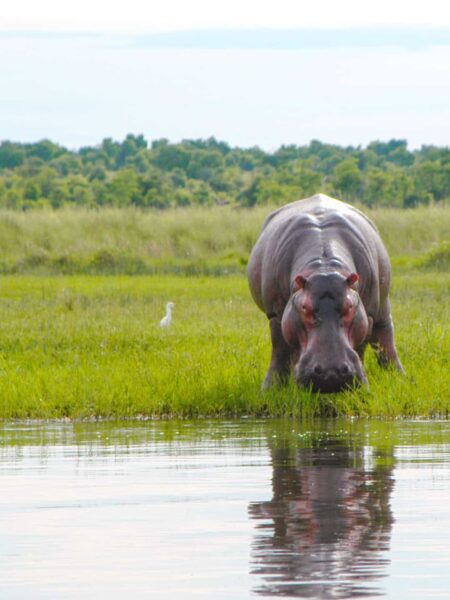 Auf dem Bild ist ein Flusspferd in einem der Nationalparks in Uganda zu sehen. Das Tier steht man Rande eines kleinen Gewässers und trinkt.