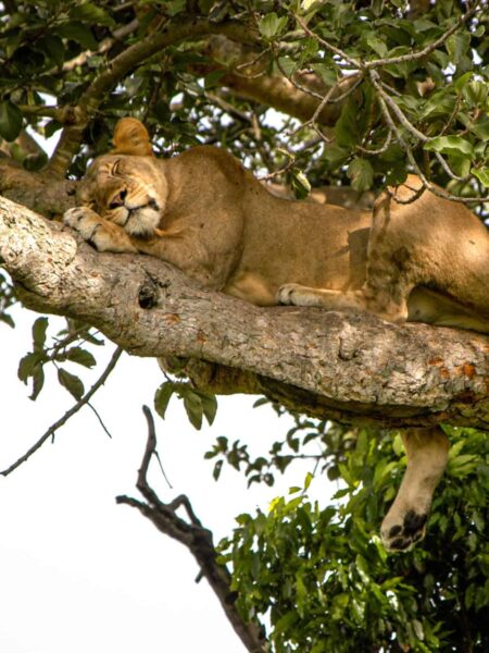 Eine Löwin schläft auf dem Ast eines Baums im Queen Elizabeth Nationalpark in Uganda. Sie hält sich zu Teilen am Ast fest, genießt aber scheinbar schlafend den Schatten, den der Baum spendet. Baumkletternde Löwen sind bekannt in Teilen Ostafrika.