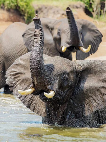 Ein Elefante steht bis zum Bau in einem der Nationalparks von Ugaanda. Er hat den Rüssel gehoben, während ein zweiter Elefant hinter ihm zu sehen ist, was darauf hindeutet, dass es sich hierbei um eine Herde handelt, die gerade an einem Wasserloch trinkt.