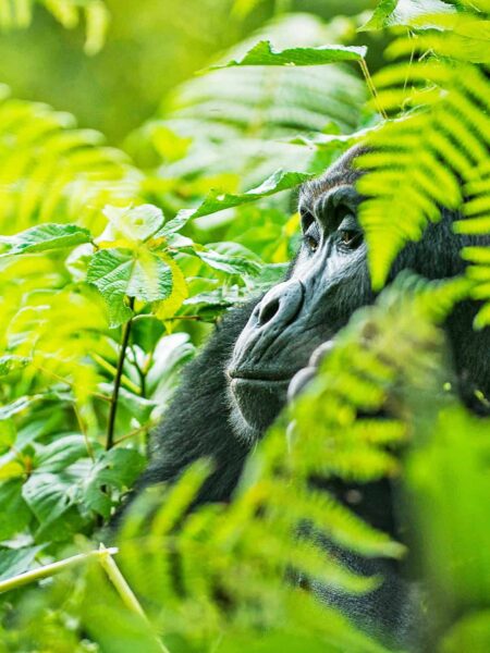 Ein Gorille ist halb versteckt zwischen Farnen in Uganda. In welchem der vielen Nationalparks des Landes das Foto augenommen wurde, lässt sich leider nicht so klar sagen.