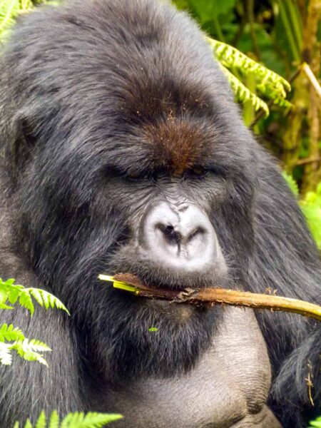 Ein Gorilla isst gerade etwas von einem Zweig, der er in der Hand hält. Das Foto wurde aufgenommen von einer Familie auf Wanderresie duch die Nationalparks von Uganda.