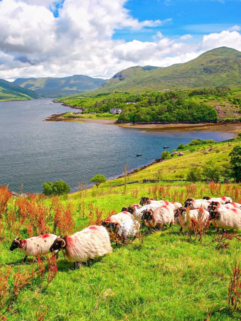 Eine kleine Schafherde wandert vor dem Killary Harbour in Irland.