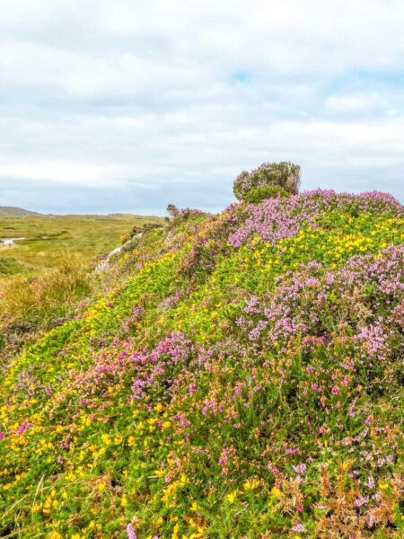 Man sieht einen Hügel auf einer irischen Weide entlang eines Wanderwegs über die Insel, der mit Heidekraut überwachsen ist.