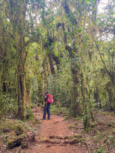 Ein Guide von Weltweitwandern steht auf einem Weg in einem Nebel- oder Wolkenwald in Tansania.