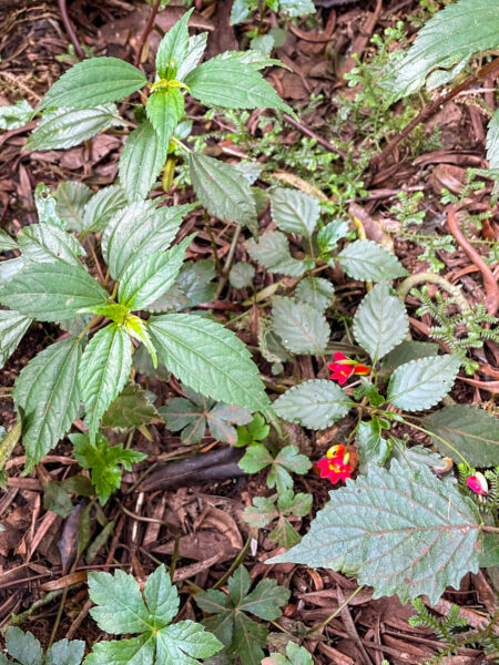 Man sieht einen kleinen Beerenstrauch entlang eines Wanderweges zum Kilimandscharo in Tansania.