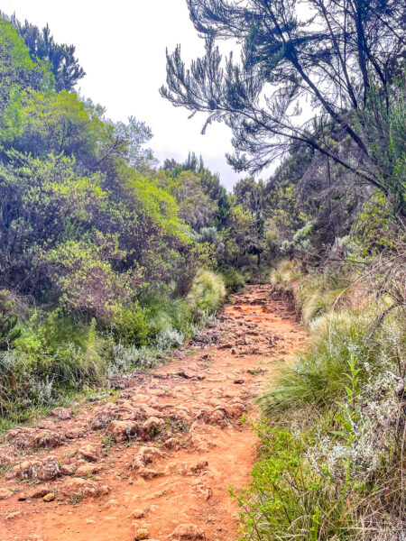 Ein Pfad führt einen Hang hinauf. Zu beiden Seiten ist er von hohen Büschen begrenzt. Folgt man ihm weiter, führt er letzten Endes bis zum Kilimandscharo.