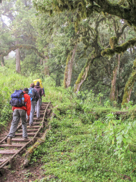 Zwei Personen auf Wanderreise durch Tansania erkliommen eine Holzstiege in den Wäldern von Tansania, die zuletzt bis zum Kilimandscharo führen.