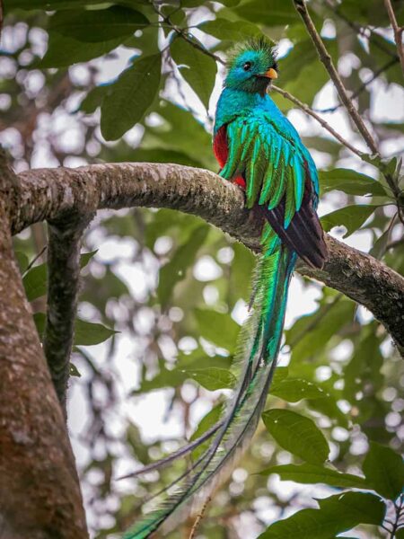 Ein Prachtquetzal sitzt in einem Baum in Costa Rica. Seine türkises und rotes Federkleid leuchtet aus dem Bild hervor. Er hat den Kopf von den Wanderreisenden, die das Foto von ihm gemacht haben, abgewandt.