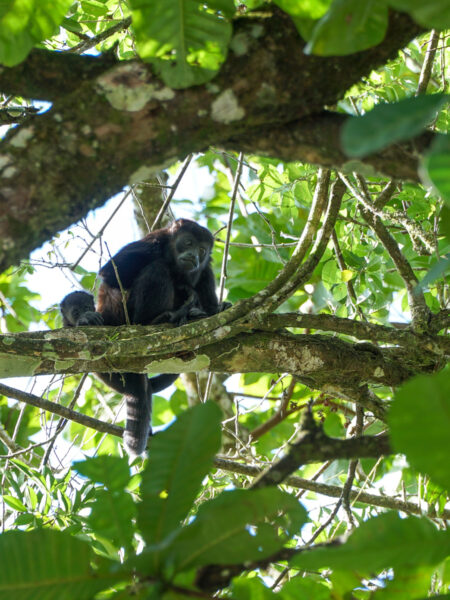 Ein schwarzer Brüllaffe, sitzt in in einem Baum in Costa Rica und schaut in Richtung der Kamera hinunter. Er wirkt ruhig, auch mit den Wander-Reisenden hinter der Kamera in der Nähe.