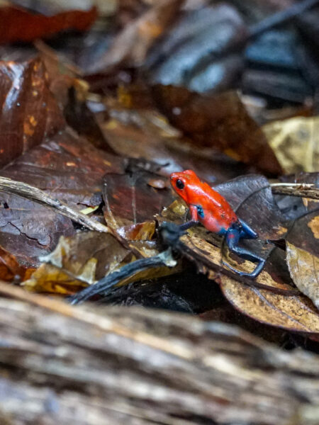 Ein kleiner roter Frosch mit schwarzen Beinen, ein Erdbeer-Pfeilgiftfrosch, sitzt auf einem Blatt. Er ist giftig und beheimatet in Costa Rica.