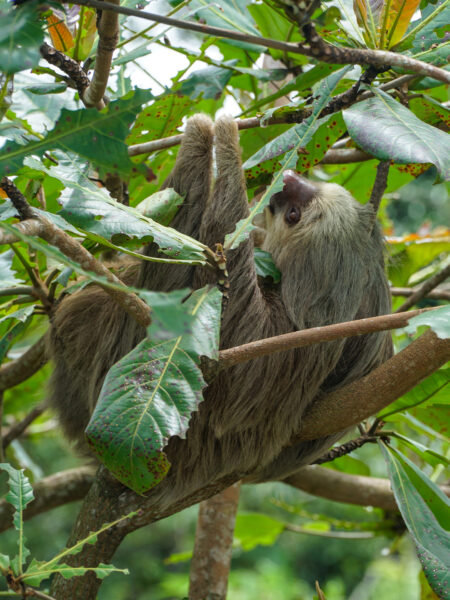 Ein Faultier hängt an einem Baum in Costa Rica. Mehrere Blätter verdecken das Tier, das sich nicht von den Reisenden auf Wander-Reise durch Mittelamerika aus der Ruhe bringen lässt.