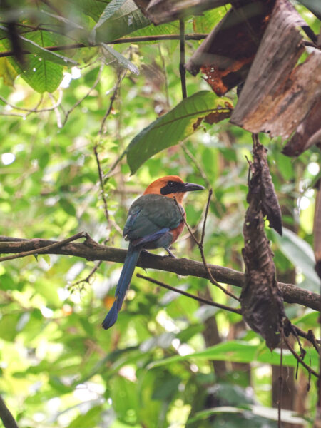 Ein Zimtbrustmotmot, ein Vogel beheimatet in Costa Rica, sitzt auf einem Ast. Seine langen Schwanzfedern hängen nach unten und er hat den Kopf leicht zur Seite gedreht, sodass man seinen schwarzen Schnabel erkennen kann.