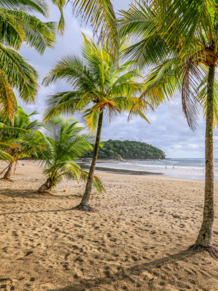 Mehrere Palmen stehen auf einem Strand in Costa Rica. Die Küste des pazifischen Ozeans und auch des atlantischen Ozeans sind fixe Bestandteile auf der Reise mit Weltweitwandern.