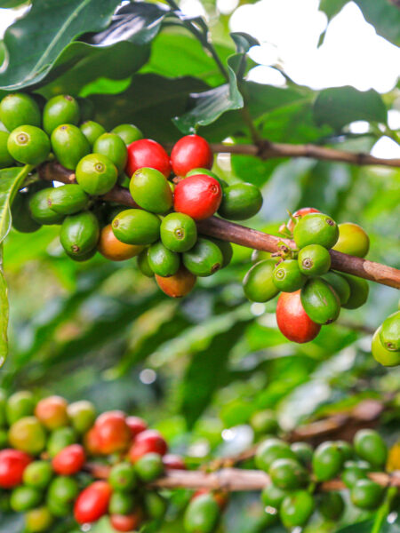 Mehrere Kaffeekirschen hängen von einem Strauch in Costa Rica. Sie sind je nach Reifegrad noch grün oder schon rot, im Hintergrund lassen sich weitere Büsche erkennen.