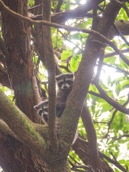 Zwei Waschbären sitzen in einem Baum und schauen hinunter zu dem lokalen Guide aus Costa Rica, der das Foto von ihnen macht.