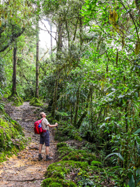 Eine Person auf Wanderreise geht einen Pfad durch einen Nationalpark in Costa Rica entlang. Er hat den Kopf in den Nacken gelegt und schaut nach oben, um eines der vielen Tiere im Dschungel Südamerika zu erspähen.