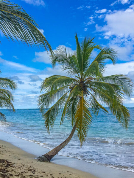 Eine Palme wächst aus dem sandigen Untergrund des Strandes von Costa Rica. Im Hintergrund kann man den Ozean erkennen, der zum Schwimmen und Entspannen nach Tagen des Wanderns in Mittelamerika einlädt.