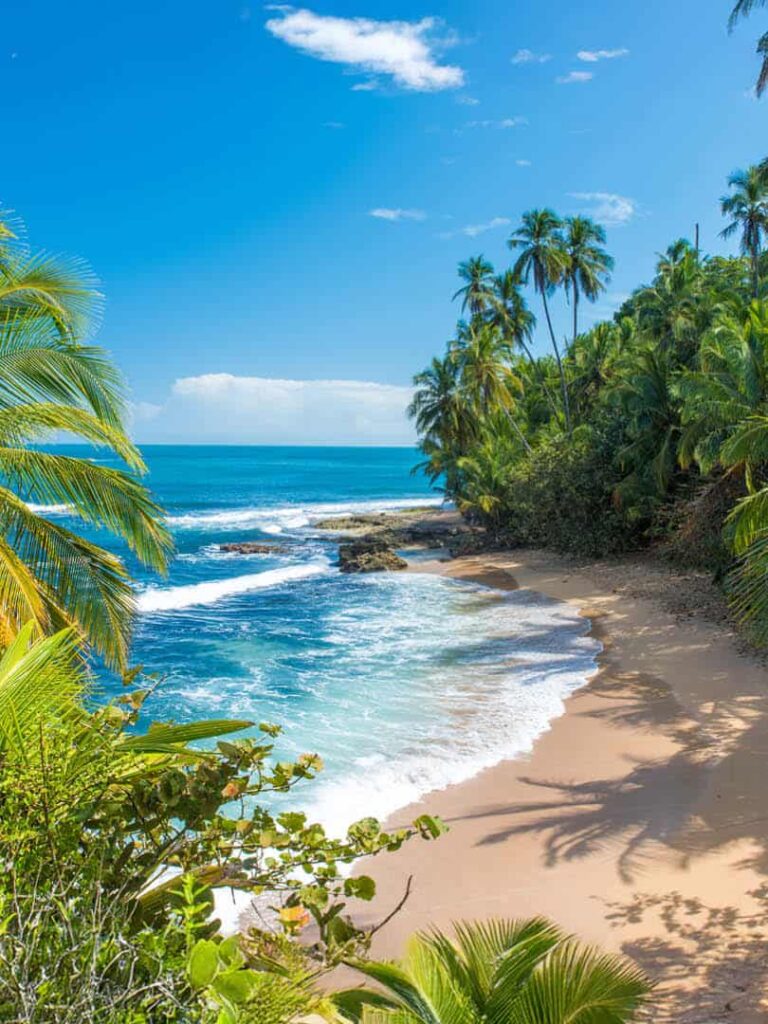 Auf dem Bild kann man einen Sandstrand sowie diverse Palmen entlang der Küste von Costa Rica sehen.