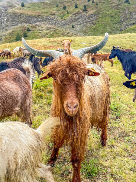 Eine Ziege in den Bergen des Balkans steht inmitten ihrer Herde und schaut in die Kamera der Reisegruppe mit Weltweitwandern, die auf ihrem Trekking-Trip über ihre Weide marschiert.