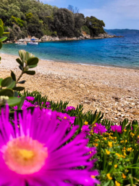 Im Vordergrund wächst eine rote Mittagsblume, die sich durch ihre magentafarbenen Blütenblätter auszeichnet. Im Hintergrund sieht man einen der vielen malerischen Kiesstrände an der Küste von Korfu.
