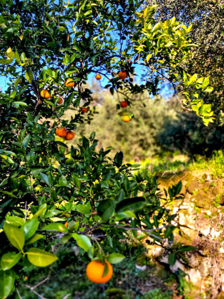 Im Bild sieht man die Äste und Früchte eines Orangenbaumes, der am Rande eines Wanderweges auf Korfu wächst.