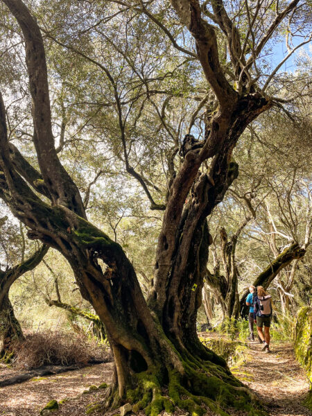 Eine kleine Gruppe auf einer Wanderreise geht durch einen Hain auf der Insel Korfu. Sie folgen ihrem Local Guide durch die Landschaft und bestaunen die knorrigen Bäume auf der Insel.