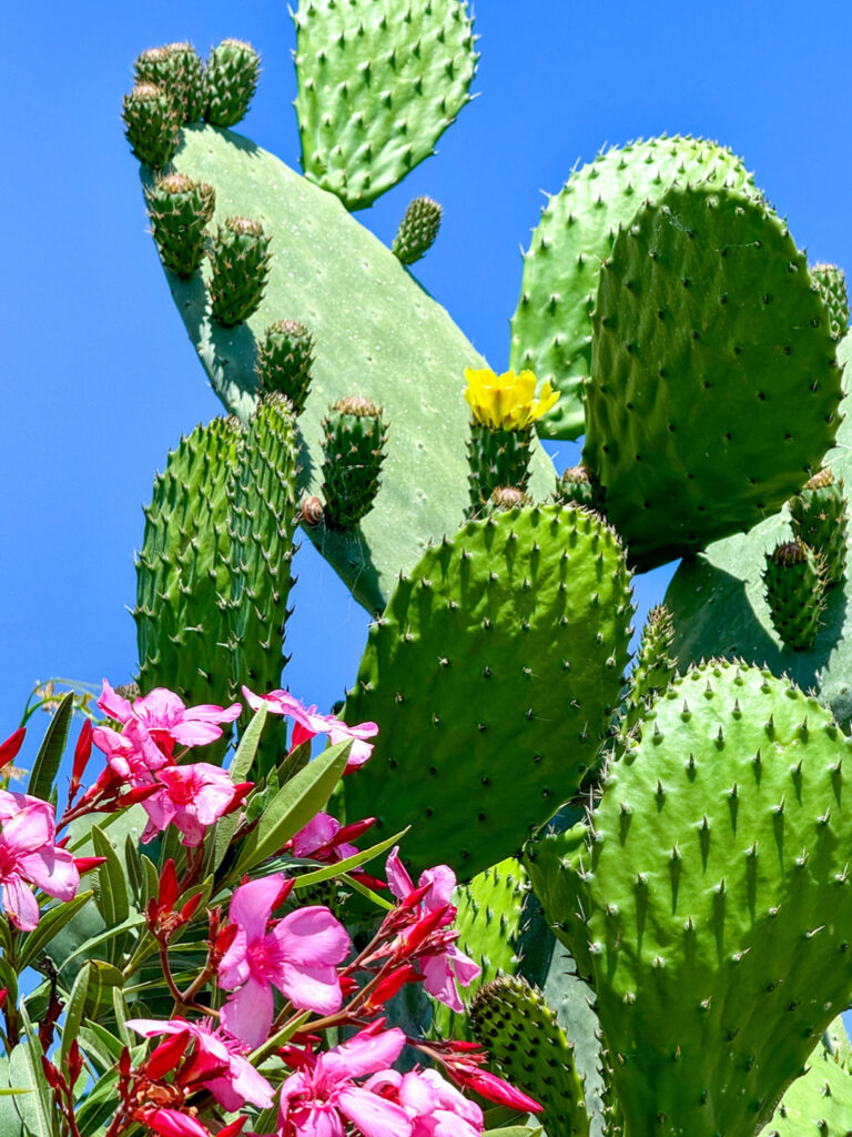 Man sieht einen Kaktus mit einer kleinen gelben Blüte und die Blüte eines Orleanders auf der Insel Korfu im Westen Griechenlands.