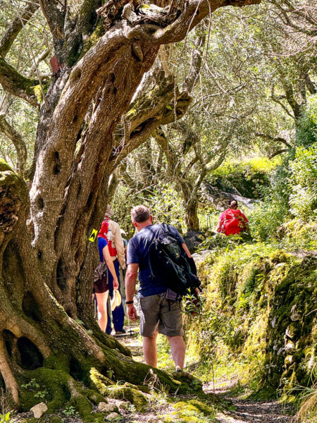Eine kleine Gruppe auf einer Wanderreise geht durch einen alten Olivenhain auf der Insel Korfu. Von hinten kann man die Wanderreisenden sehen, an der Spitze der kleinen Gruppe geht der Local Guide von Weltweitwandern.