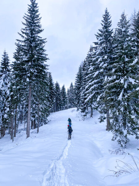 Eine kleine Gruppe wandert mit Schneeschuhen einen Hang in Kärnten hinauf. Sie stapfen zwischen mehrere angezuckerten Bäumen hindurch.
