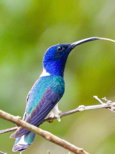 Man sieht einen Kolibri aus Kolumbien, vermutlich einen Weißnacken-Jakobiner, den ein Gast auf seiner Reise mit Weltweitwandern fotografiert hat. Der Vogel hat ein strahlend-blaues Federkleid, sowie einen weißen Nacken, der ihm eben auch seinen Namen verleiht.