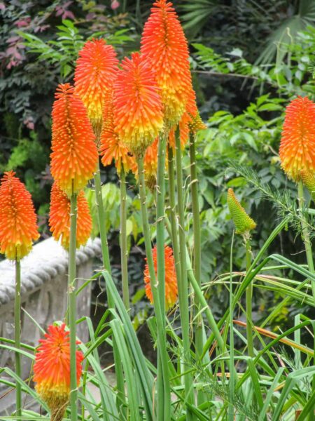 Eine orange Fackellilie im Garten des Pena-Palastes von Sintra. Man sieht mehrere der orangen Blüten der außergewöhnlichen Pflanze, die hier im Garten des Palasts in Portugal wächst.