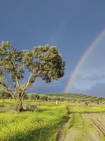Ein Baum steht auf einem Feld Alentejo, der Himmel im Hintergrund ist von Gewitterwolken verhangen, im Bild lassen sich auch noch ein paar Regentropfen erkennen, jedoch scheint von hinter der Person auf Wanderreise, die das Foto gemacht hat, die Sonne und beleuchtet das saftige Grün der Wiese und den Baum. Vor dem Gewitterhimmel ist ein Regenbogen.