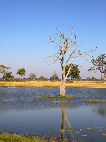 Ein knorriger Baum steht in einem See im Huange Nationalpark.