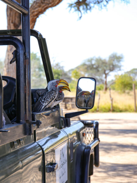Zwei südliche Gelbschnabeltokos sitzen in einem offenen Jeep im Hwange Nationalpark.