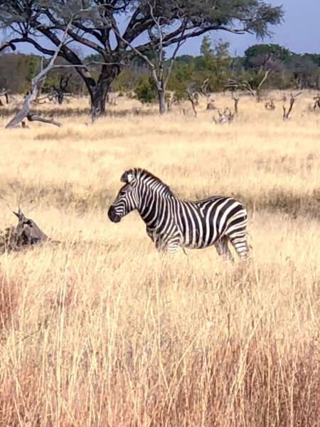 Ein Zebra steht im hohen Gras im Hwange Nationapark in Simbabwe