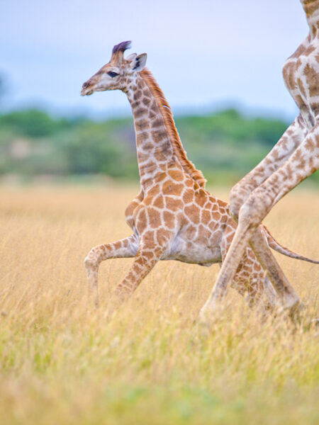 Ein Giraffenjunges läuft durch einen Nationalpark in Simbabwe, Botswana oder Südafrika.