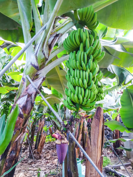 Eine große Staude mit grünen Bananen auf der spanischen Insel La Gomera ist auf der Bild zu erkennen. Das Foto wurde im Zuge einer Wanderreise mit Weltweitwandern aufgenommen.