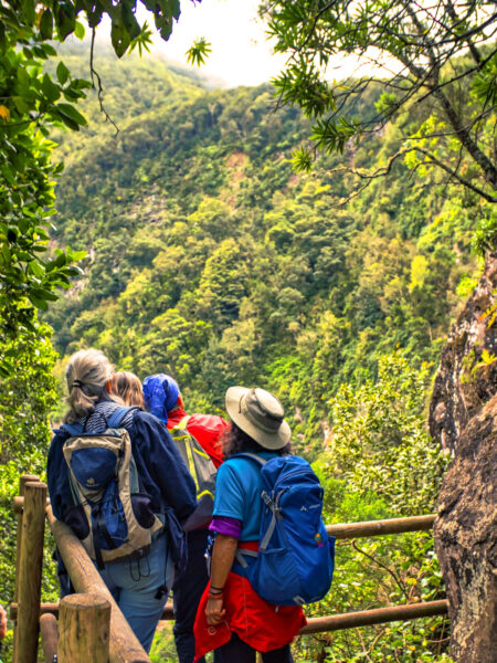 Drei Personen auf einer Wanderreise stehen an einem Holzgeländer und genießen die Aussicht über einen grünen Wald auf der Insel La Gomera.