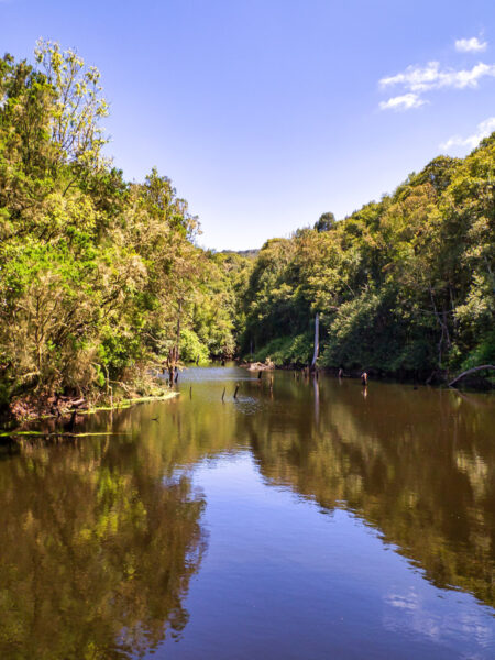 Man sieht einen Fluss auf La Gomera. Das Foto wirkt, als wäre es von einer Brücke oder einen Boot aus aufgenommen wurde und der Fluss wird zu beiden Seiten von dichtem Wald begrenzt.