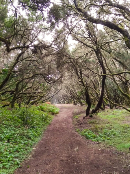 Ein Bild eines Wanderpfades, der durch einen Wald auf La Gomera führt.