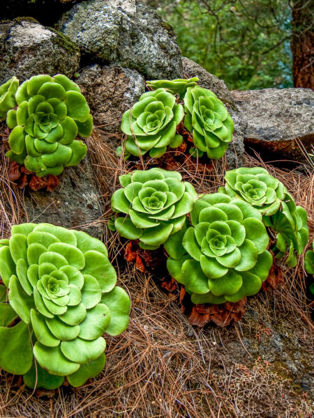 Mehrere kleine Sukkulenten wachen hier im Bild auf einem Waldboden auf La Gomera. Pflanzen wie diese können leicht entlang von Wanderwegen auf der kanarischen Insel gefunden werden.