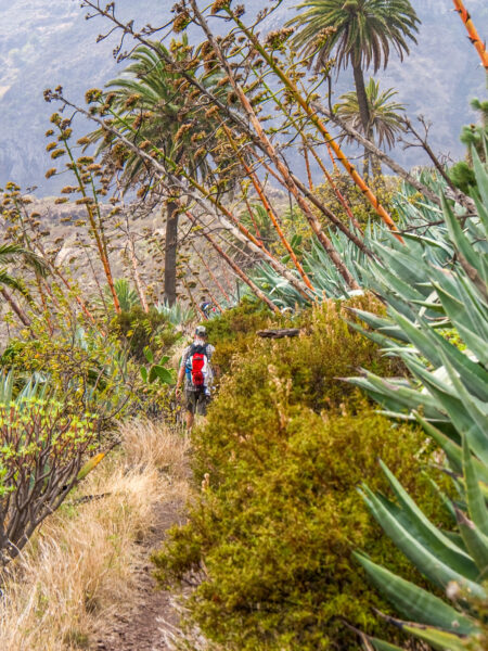 Man sieht eine Person beim Wandern auf der Insel La Gomera. Die Person geht einen Wanderweg entlang, der auf der einen Seite von Palmen und auf der anderen Seite von hohen Sukkulenten begrenzt ist.