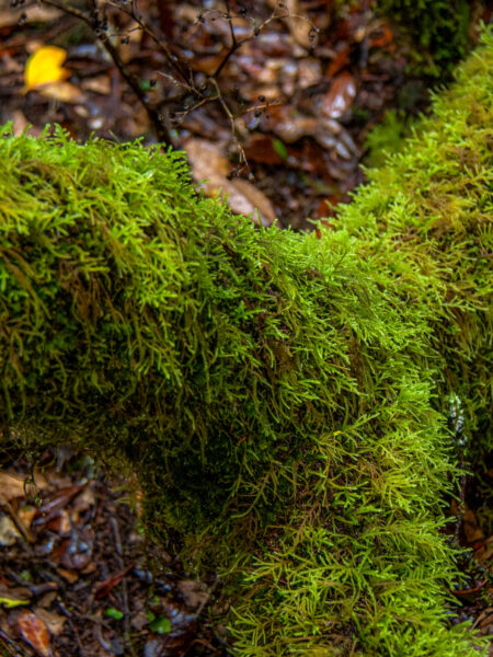Dichtes grünes Moos ist am Bild zu erkennen. Das Foto wurde entlang eines Wanderweges auf La Gomera aufgenommen.