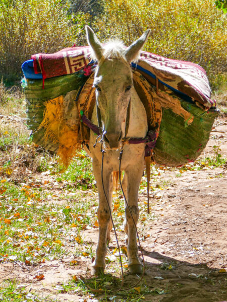 Das Maultier Maurice ist beladen mit dem Gepäck der Reisenden auf ihrem Weltweitwandern-Trip durch den Hohen Atlas.