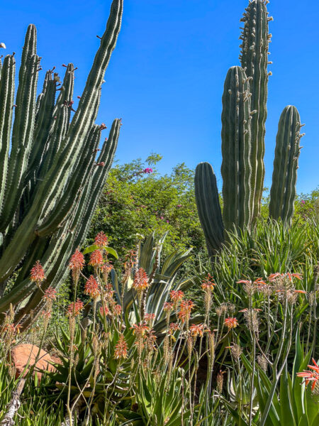 Mehrere Kakteen im Anima Garden in Marrakesch sind auf dem Bild zu sehen.