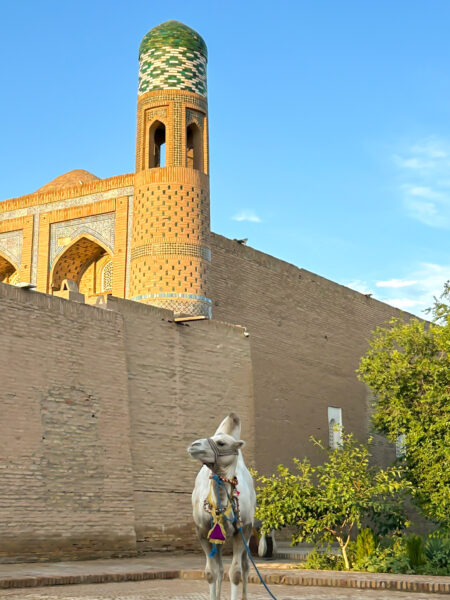 Ein Kamel steht vor der Festung Itchan Kala in der historischen Stadt Chiwa in Usbekistan.