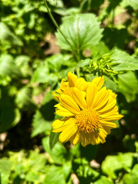 Ein Blume, die am Wegesrand bei einer Wanderung durch Usbekistan im Zuge einer Wanderreise durch das zentralasiatische Land fotografiert wurde.