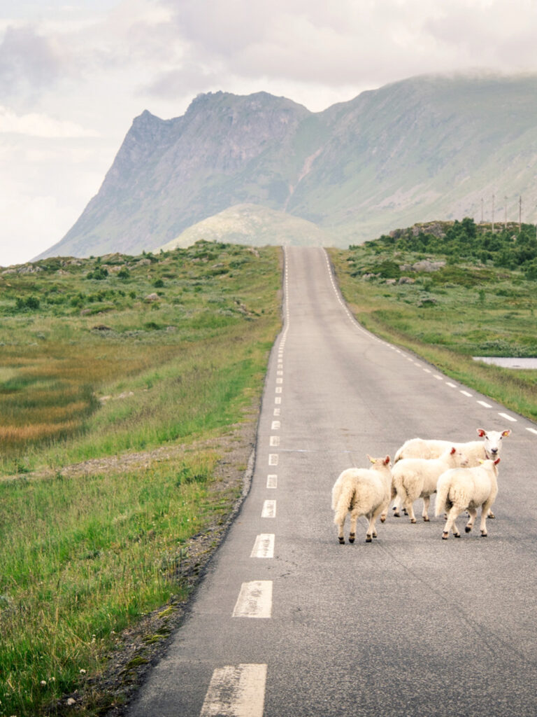 Eine kleine Herde Schafe steht auf einer Straße in Norwegen. Der womöglich blockierte Verkehr ist bei einer Wanderreise jedoch sekundär.